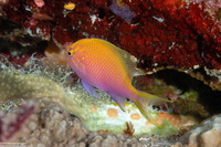 Serranocirrhitus latus (Hawk Anthias)