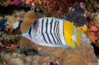 Chaetodon mertensii (Atoll Butterflyfish)