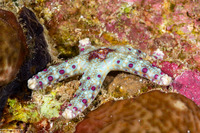 Neoferdina cumingi (Cuming's Sea Star)