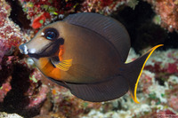 Acanthurus pyroferus (Mimic Surgeonfish)