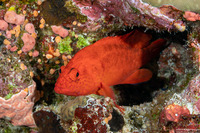 Cephalopholis spiloparaea (Strawberry Grouper)