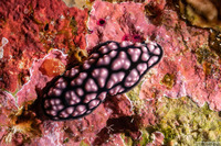 Phyllidiella pustulosa (Pustulose Phyllidia)