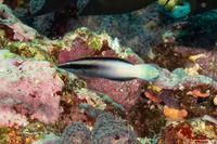 Labroides bicolor (Bicolor Cleaner Wrasse)
