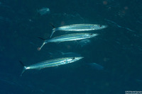 Sphyraena helleri (Heller's Barracuda)