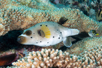 Arothron nigropunctatus (Blackspotted Puffer)