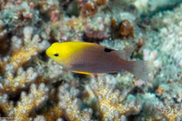 Chrysiptera talboti (Talbot's Damsel)