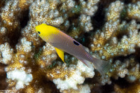 Chrysiptera talboti (Talbot's Damsel)