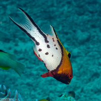 Bodianus anthoides (Lyretail Hogfish)