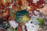 Ostracion solorense (Solor Boxfish)