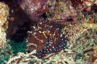 Octopus cyanea (Day Octopus)
