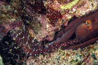 Octopus cyanea (Day Octopus)