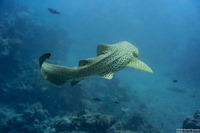 Stegostoma fasciatum (Zebra Shark)