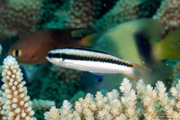 Thalassoma amblycephalum (Bluntheaded Wrasse)