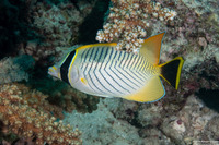 Chaetodon trifascialis (Chevroned Butterflyfish)