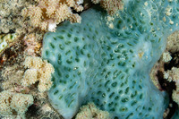 Lissoclinum patella (Lissoclinum Patella)