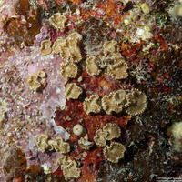 Palythoa heliodiscus (Sunray Zoanthid)