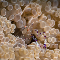 Ancylomenes holthuisi (Holthuis' Anemone Shrimp)