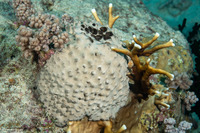 Diacarnus sp.1 (Diacarnus sp.1)