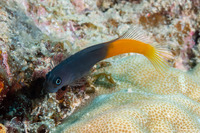Ecsenius bicolor (Bicolor Coralblenny)