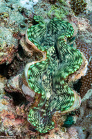 Tridacna crocea (Boring Giant Clam)