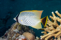 Chaetodon trifascialis (Chevroned Butterflyfish)