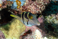 Canthigaster valentini (Black-Saddled Toby)