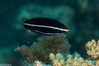 Labrichthys unilineatus (Tubelip Wrasse)