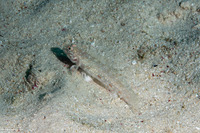 Istigobius rigilius (Orangespotted Sandgoby)