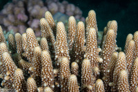 Acropora humilis (Finger Acropora)