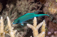 Chromis atripectoralis (Blackaxil Puller)