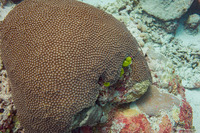 Diploastrea heliopora (Honeycomb Coral)