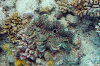 Tridacna maxima (Maxima Giant Clam)