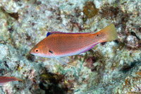 Cirrhilabrus punctatus (Dotted Fairy Wrasse)