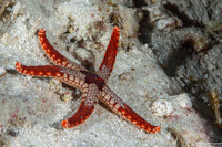 Fromia monilis (Peppermint Sea Star)