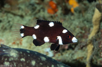 Bodianus axillaris (Axilspot Hogfish)