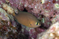 Chromis atripes (Darkfin Chromis)