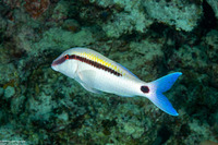 Parupeneus barberinus (Dash-Dot Goatfish)