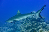 Carcharhinus amblyrhynchos (Gray Reef Shark)