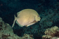 Siganus punctatus (Gold-Spotted Rabbitfish)