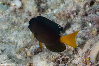 Ctenochaetus binotatus (Twospot Bristletooth)