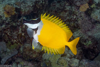 Siganus vulpinus (Foxface Rabbitfish)