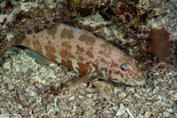 Plectropomus leopardus (Leopard Coral Grouper)