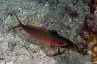 Pterocaesio digramma (Double-Lined Fusilier)
