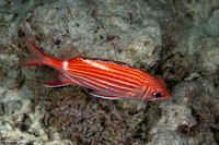 Sargocentron diadema (Crown Squirrelfish)