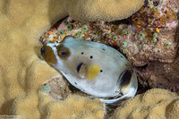 Arothron nigropunctatus (Blackspotted Puffer)