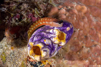 Ecsenius australianus (Australian Coralblenny)