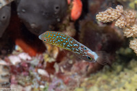 Anampses twistii (Yellow-Breasted Wrasse)