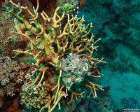 Millepora sp.1 (Encrusting Fire Coral)