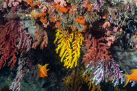 Dendronephthya sp.1 (Dendronephthya)