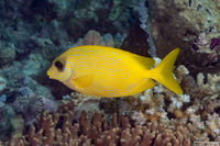 Siganus corallinus (Coral Rabbitfish)